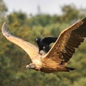 Meet your Posher, Melanie